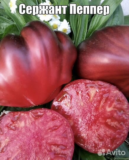 Рассада томатов (семена от коллекционеров)