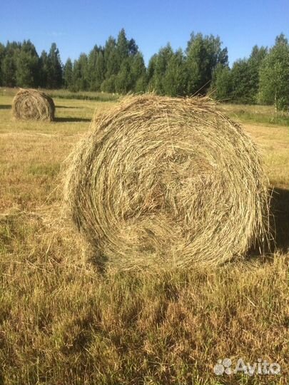 Сено в рулонах