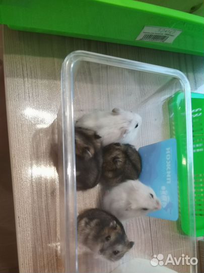 Джунгарский хомяк