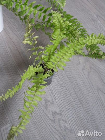 Папоротники Boston blond