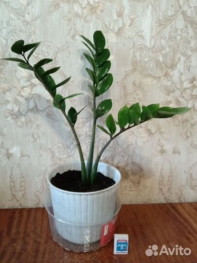 Замиокулькас