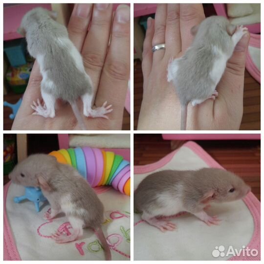 Крыса. Крысята дамбо