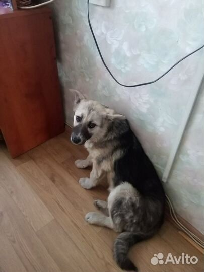 В хорошие руки Герда