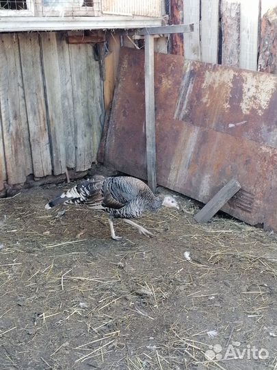 Домашняя птица-индюк