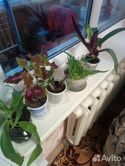 Комнатные цветы