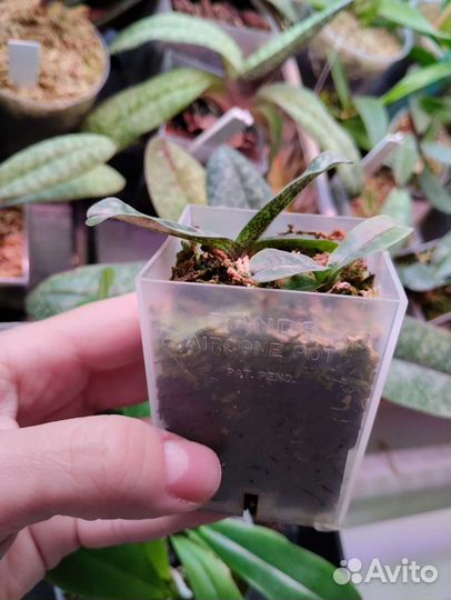 Орхидея Paphiopedilum vietnamense