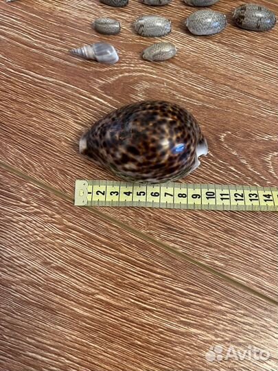 Морские ракушки раковины