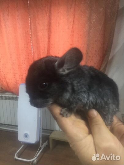 Шиншиллы