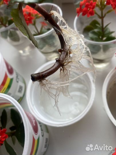 Черенки каланхоэ