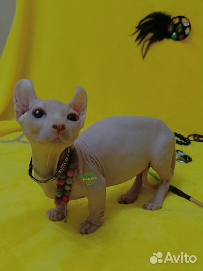 Котята двэльф,бамбино,эльф