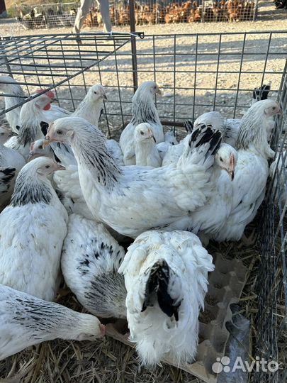 Куры несушки доминант