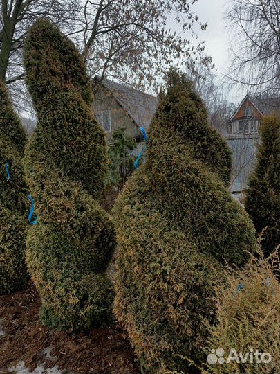 Туя из питомника