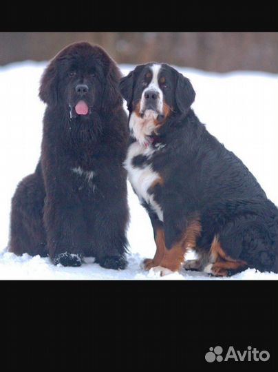 Мастиф собака