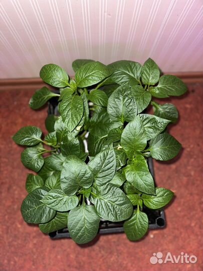 Рассада перца