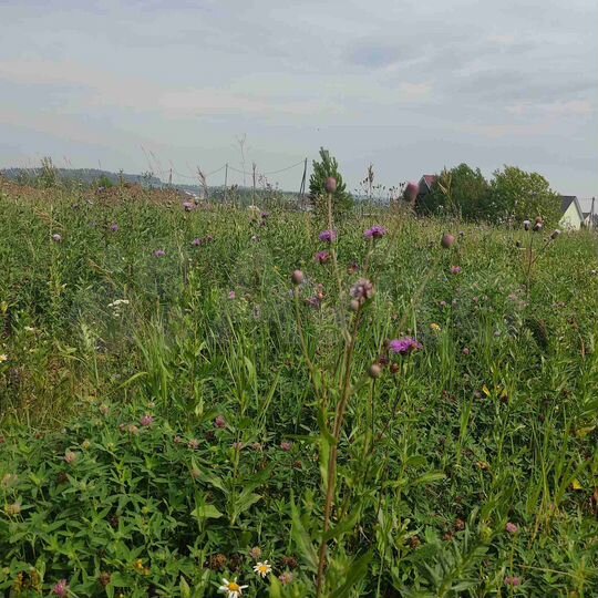 Участок 6 сот. (ИЖС)