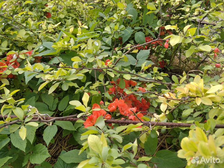 Айва японская хеномелес