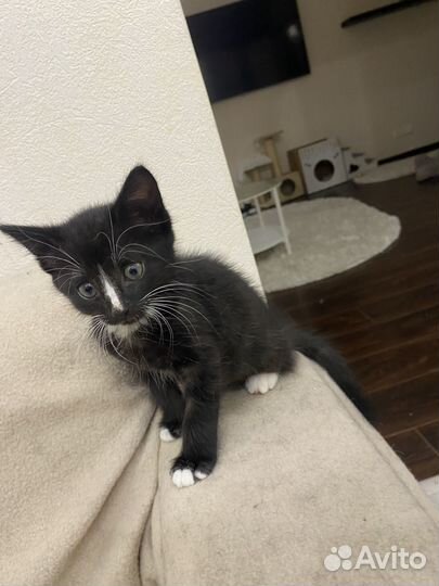 Котенок 1,5 месяца мальчик