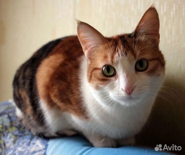 Кошечка богатка в дар