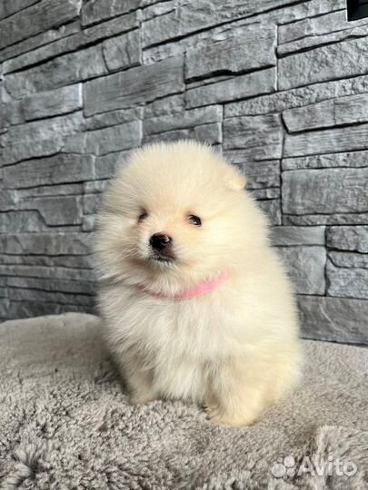 Щенки шпица