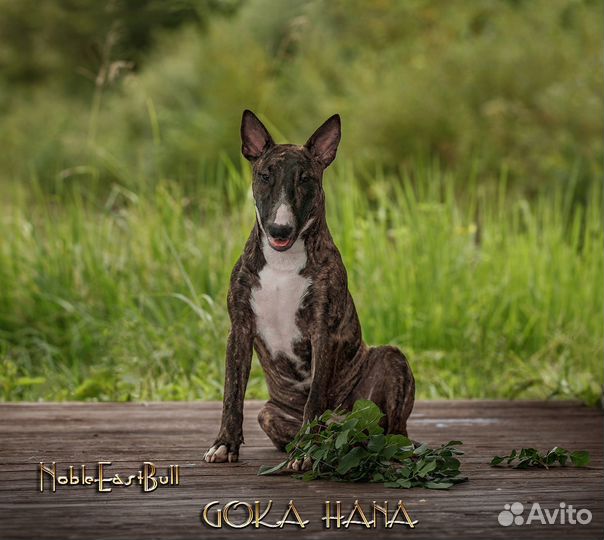 Стандартный Бультерьер