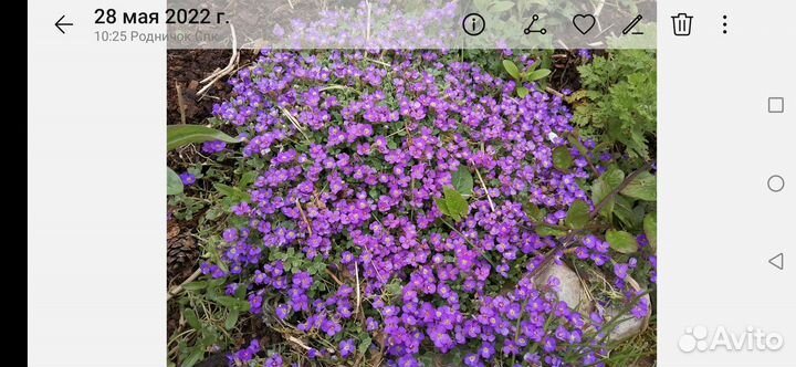 Многолетние, лилейники,монарды, хризант,ирис