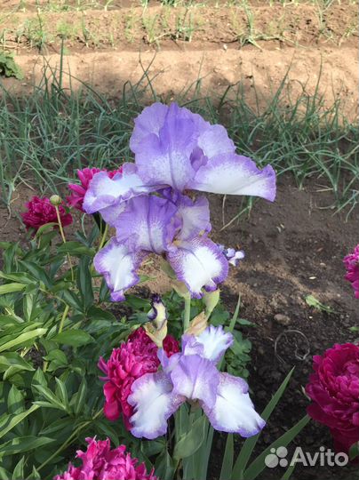 Ирисы бородатые