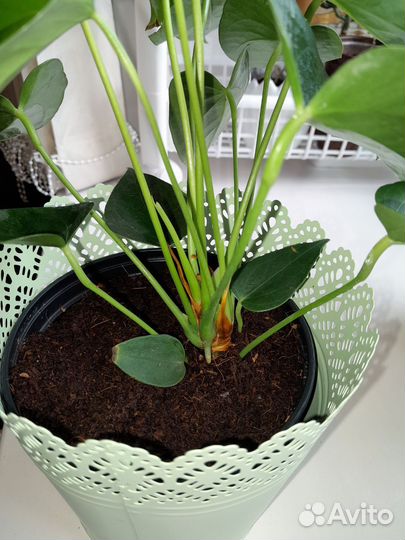 Пальма Арека