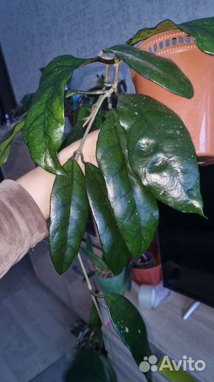 H. Sp.singapore и другие