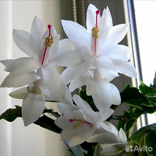 Декабрист шлюмбергера