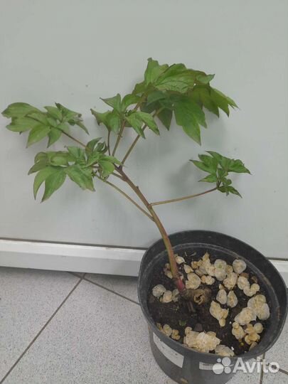 Пион Олд Фейтфул (саженцы)