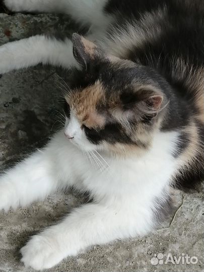 Отдаем в добрые руки