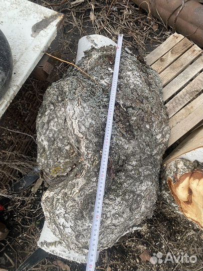 Сувель березовый