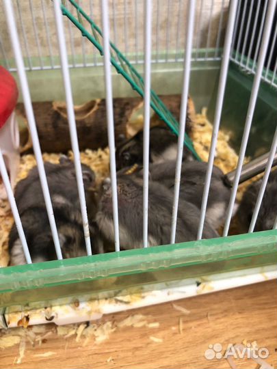 Джунгарский хомяк