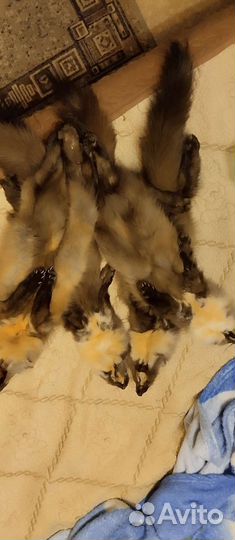 Шкурки куниц