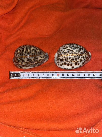 Морская раковина ципрея тигрис