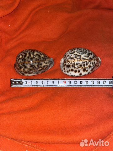 Морская раковина ципрея тигрис