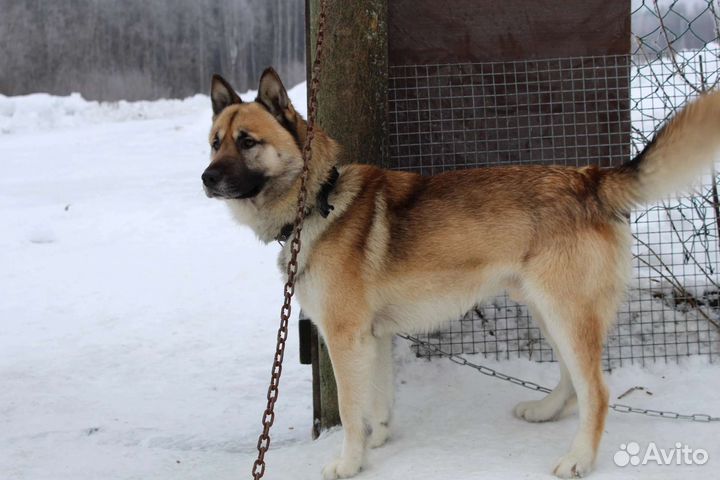 Собака в добрые руки