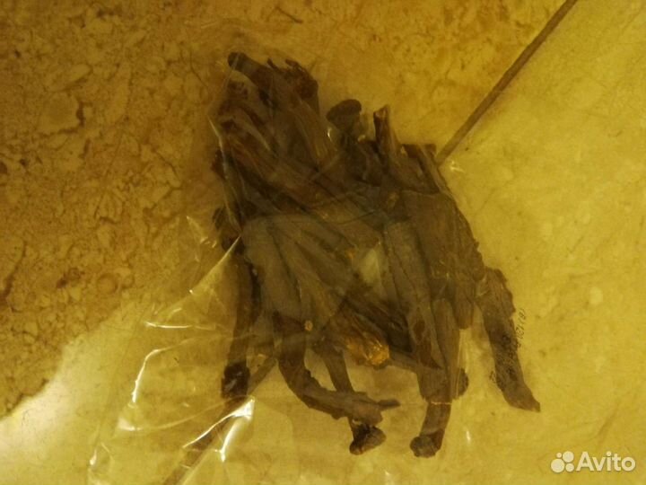 Все для хомяков