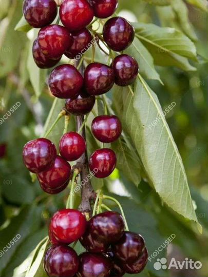 Черешня колнновидная