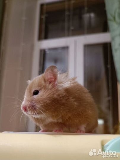 Сирийский хомяк с клеткой