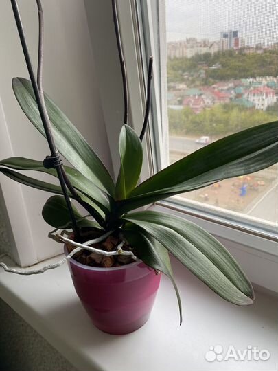 Орхидея фаленопсис