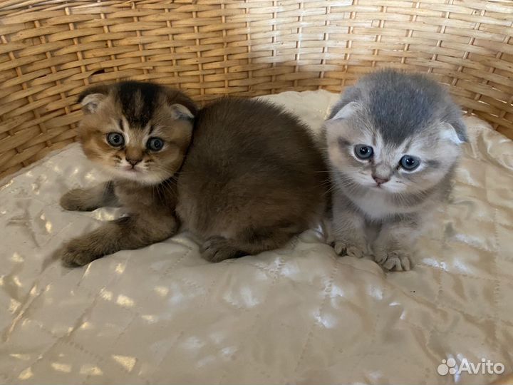 Шотландская