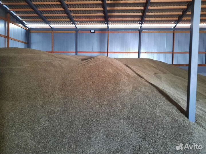 Полба сорт Руно