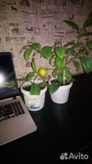 Лимонное дерево с плодами