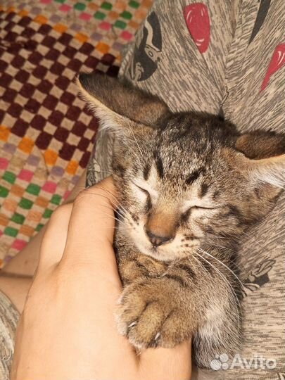 Котёнок помесь