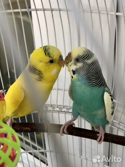 Волнистый попугай, пара с клеткой