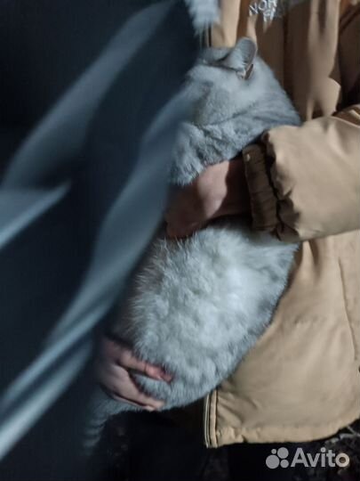 Кошка