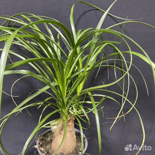 Неприхотливая Пальма Нолина Рекурвата 12/35