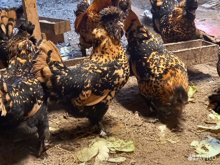 Инкубационное яйцо