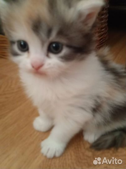 Плюшевые котята